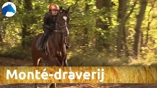 Superhard in draf over de renbaan: zo werkt de monté-draverij | NH Bokt TV