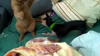 Кот Лаки и Чихуахуа Эмели!