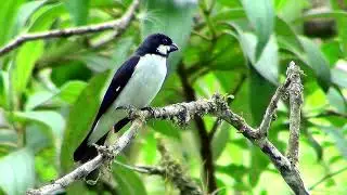 Canto do Bigodinho -  Especial Mateiro || Lined Seedeater (Sporophila Lineola)