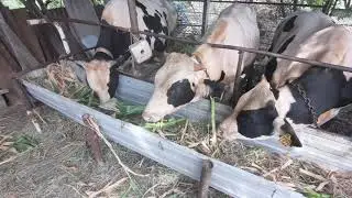 Кормления быков кукурузой.