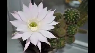 CACTUS Echinopsis eyriesii. Цветок кактуса Эхинопсис. У меня зацвел цветочек)