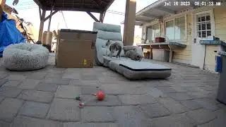 Stray kittens playing
