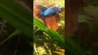 beautyfull betta in a 6 gallon tank