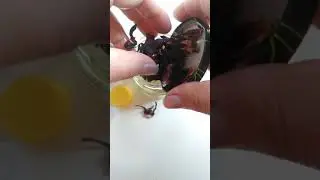 Óleo para umectação capilar...