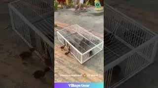 ULTIMATE Bird Trap Cage?! 😂 Chicks & Pigeons Don't Stand a Chance! 