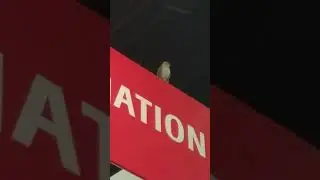 Wild falcon in Anime Expo dealer's hall