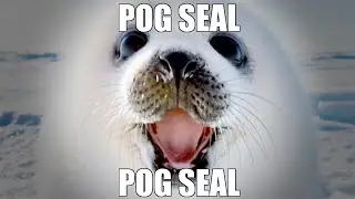 A wholesome video of a dude looking at wholesome pictures of seals on twitter for two minutes (RR)
