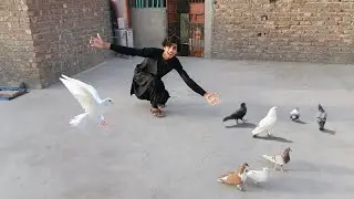 Apne Pigeons ko upar  Le Aaya