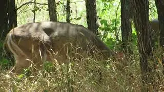 Heard Wildlife Sanctuary - Deer Footage
