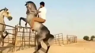 Араб аттары(4)