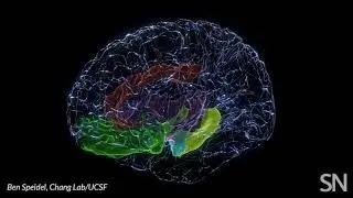 Brain areas involved in mood | Science News