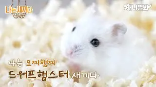 나는 태어난 지 2주 된 드워프햄스터 새끼다 [애니멀봐 나새끼 88호]ㅣI’m 2 weeks old Dwarf Hamster baby [88th lead]