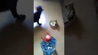 Такса и мячик в воде