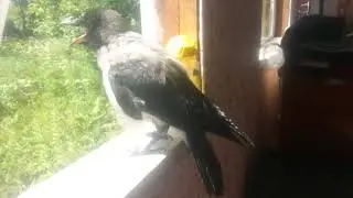 Серая ворона Полковник Сандерс принимает солнечные ванны