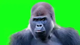 gorilla green screen, gorilla forest animation, gorilla overlay, gorilla video footage, gorilla HD