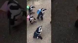 Pingüinos Yendo a la Escuela