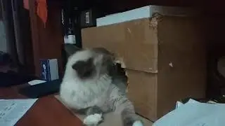 Кот и коробка