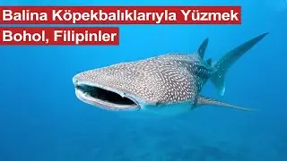 Balina Köpekbalıklarıyla Yüzmek, Bohol, Filipinler, Mini Belgesel