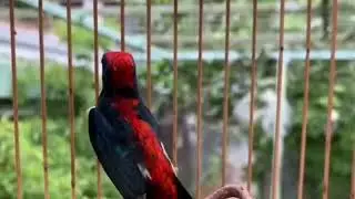 Tiếng chim ốc mít dùng để kích trống