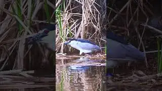 Night heron caught a fish #nature #shorts #nikon