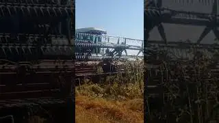 Косовица чечевицы.