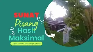 Teknik Sunat Pisang untuk Meningkatkan Hasil Panen yang Melimpah