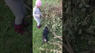 Ветка больше, чем Руна 🤣  #ягдтерьер #собака #shorts #ника