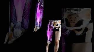 ANTERIOR THIGH COMPARTMENT #song #anatomy #bodybuilding #muscle  #legday #health #painting #music
