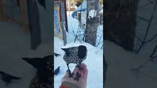 Кедровка