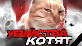 УБ😺😺ЦЫ КОТОВ В КИТАЕ - Hello street cat