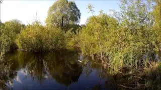 На берегу сказочной лесной речки. Райское место!