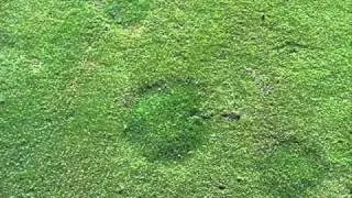 Fairy ring symptoms