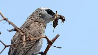 Nyari Sarang burung Lagi - 2 Sarang merbah dalam masa pengeraman