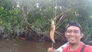 Sungai Siak Spot Udang Galah Seperti Cabut Bulu Ayam