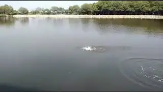 Lady Angler Cantik Strike Ikan Bandeng Dengan Umpan Racikan Bawang Putih | Mancing Mania