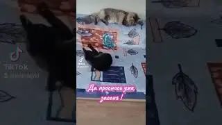 Две кошки и один кот #Лёпочка, ну обрати на меня внимание ! #