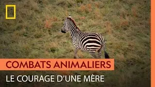 Ce zèbre tente de tuer un petit zébreau pour rester le mâle dominant