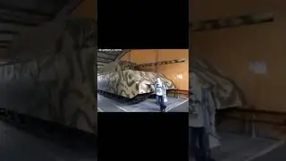 маус по сравнению с человеком 
