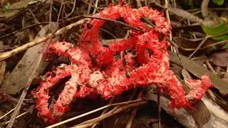 Basket Stinkhorn (Clathrus ruber)