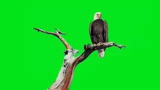 BALD EAGLE ON GREEN SCREEN ( REAL SOOTING )