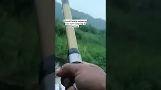umpan baru turun langsung strekk #fishing #kail #mancing #sawah #ikan #kolamikan #burung