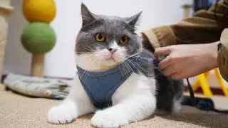 What happens when cats tie their outdoor straps?🐱猫たちとおでかけストラップの対抗🤣| SD猫の夢島💗