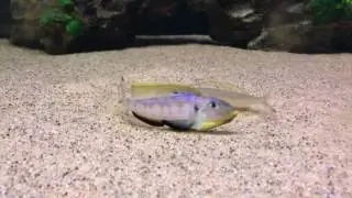 Enantiopus Kilesa WF