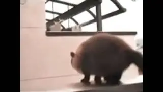 Cat fail