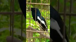 chòe than hót cực căng lửa 