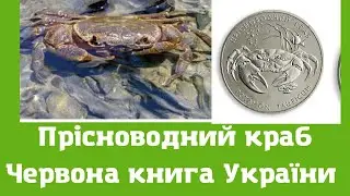 Прісноводний краб. Червона книга України