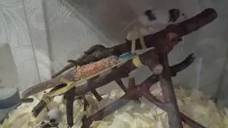 Еще одна мышка погибла от крысиных зубов! Ужас...