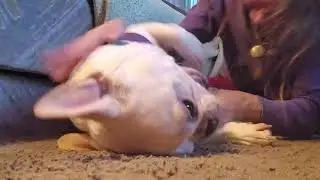 IVDD Paralyzed & Still Loving Life
