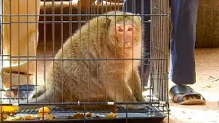 BIG THANKS NGO !! Poor monkey Sweetpea success treatment by NGO and set free in the jungle