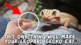 How To Get Your Leopard Gecko To Eat (without force!!)